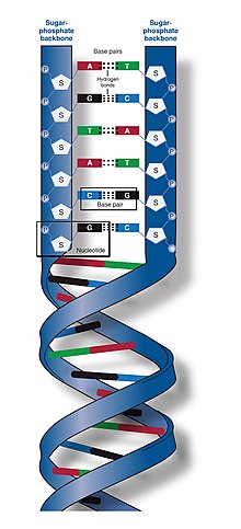 10 Facts About DNA: The Molecule of Heredity