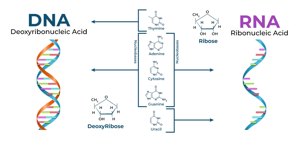 5 Key Differences Between DNA and RNA