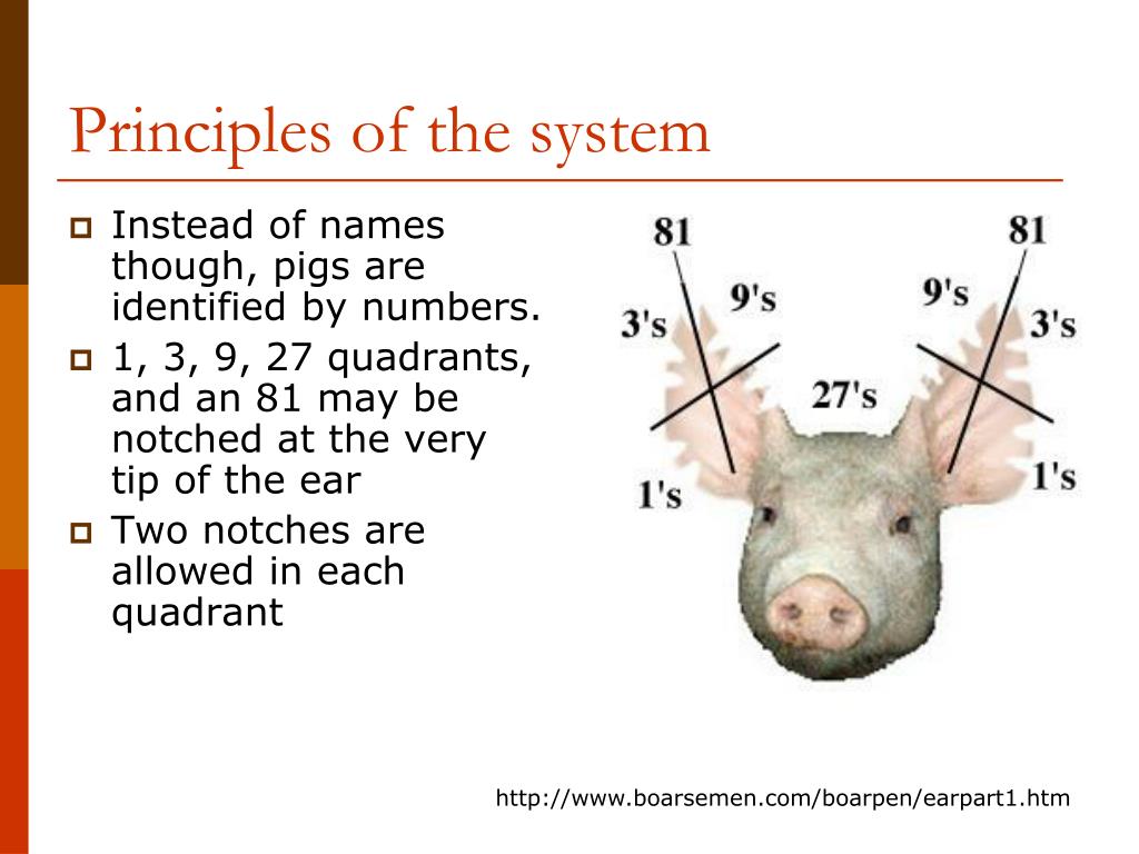 Ear Notching Pigs: A Simple Identification Guide