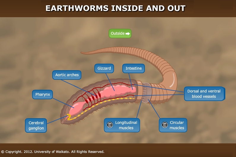 7 Steps to a Successful Earthworm Dissection