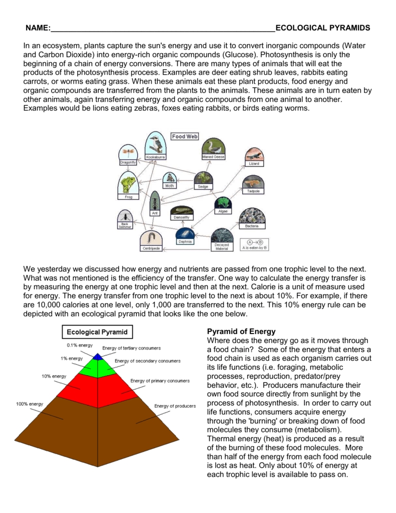 Ecological Pyramids Worksheet: Understanding Energy Flow and Balance