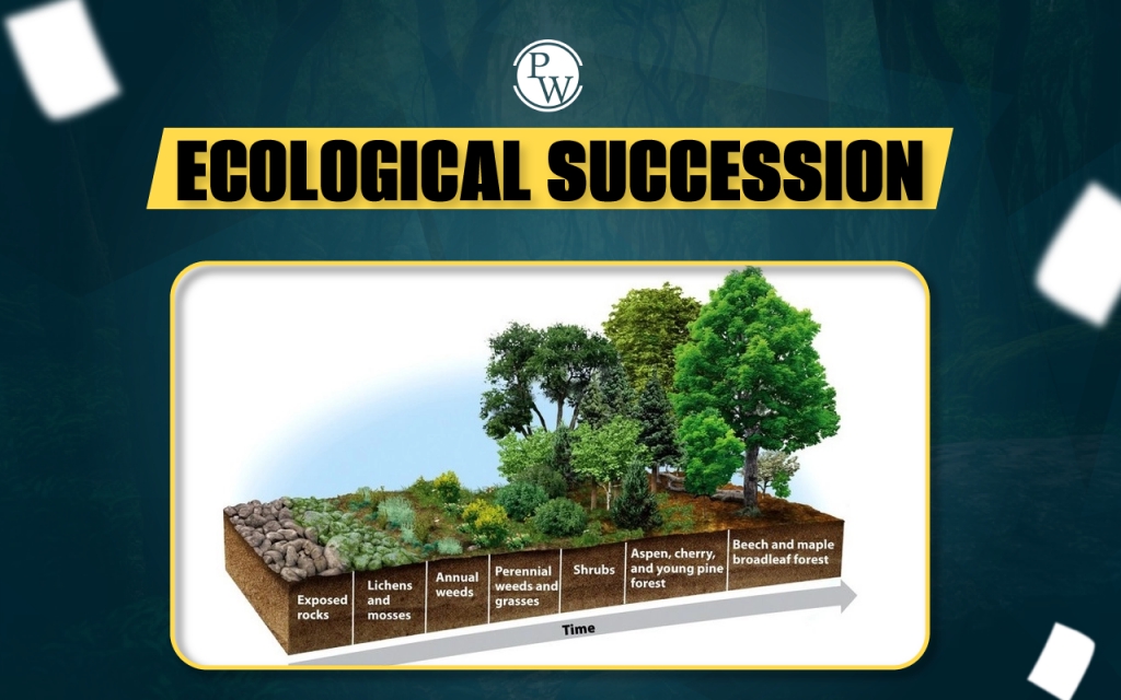 Ecological Succession A Guide To Unveiling Nature S Story