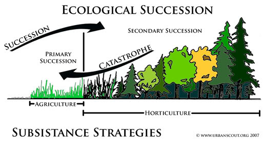 5 Steps to Master Ecological Succession