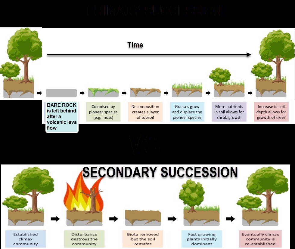 Ecological Succession Worksheet Answers Explained