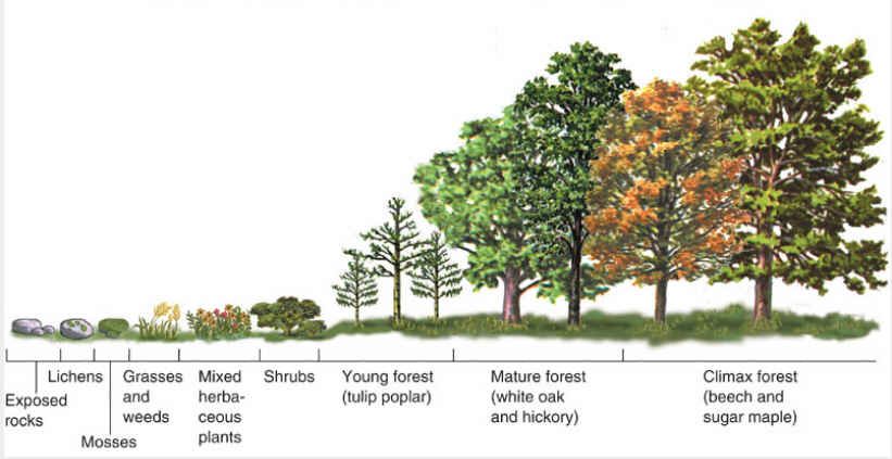 5 Stages of Ecological Succession Explained