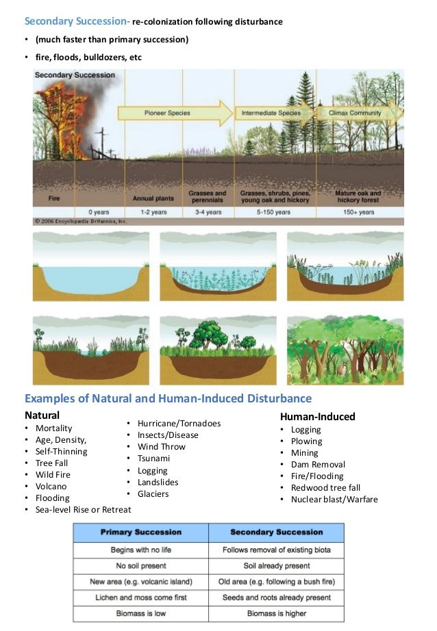 5 Stages of Ecological Succession Explained