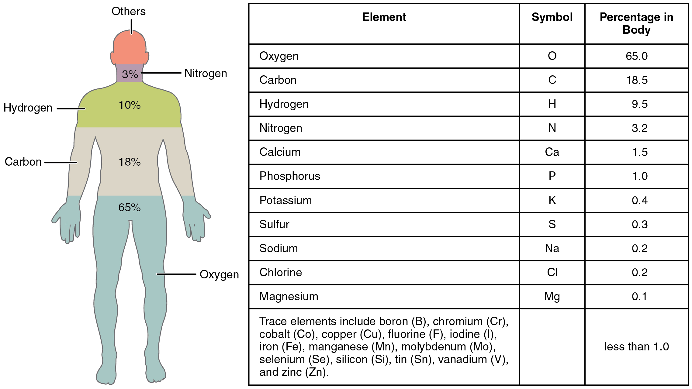 Elements And Atoms The Building Blocks Of Matter Anatomy And Physiology I