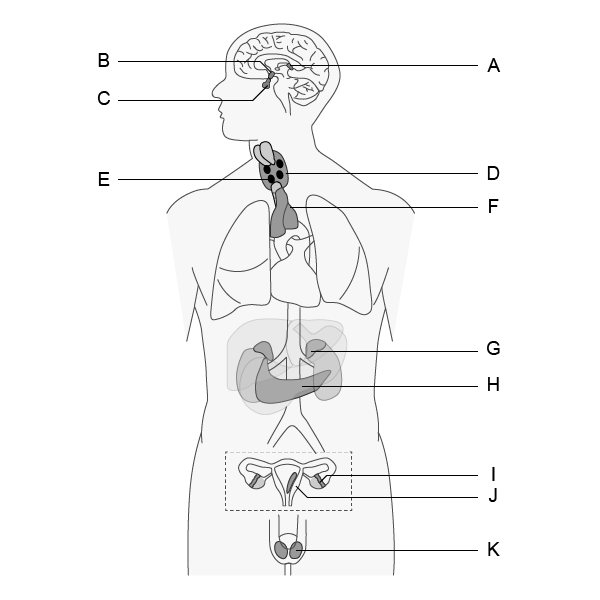 Endocrine System Worksheet With Answers for Students