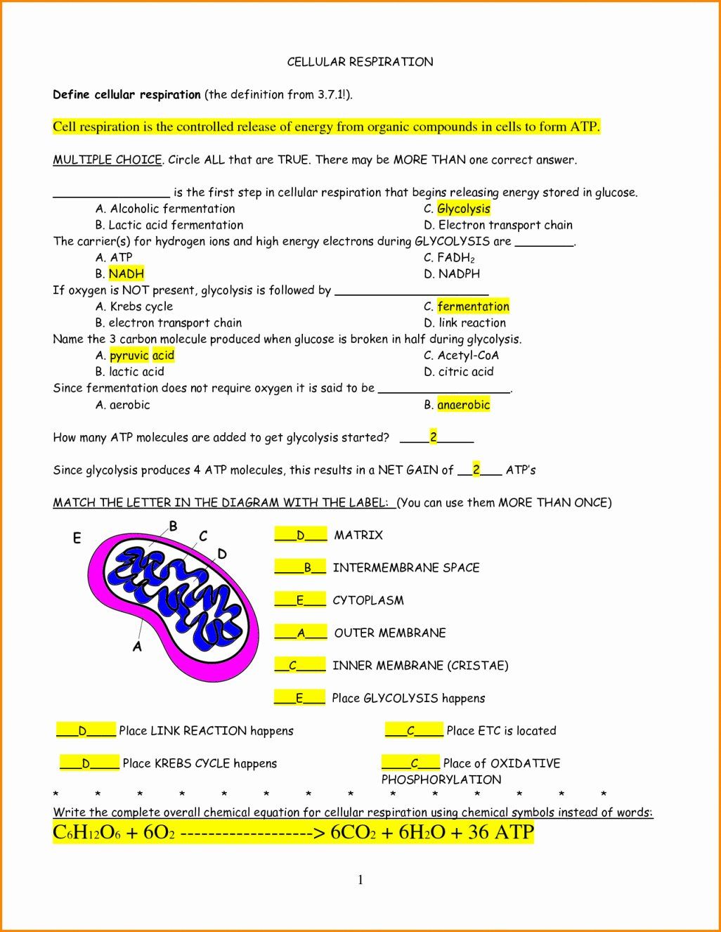 Photosynthesis and Respiration Worksheet Answer Key