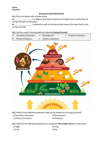 Energy Pyramid Worksheet Pdf