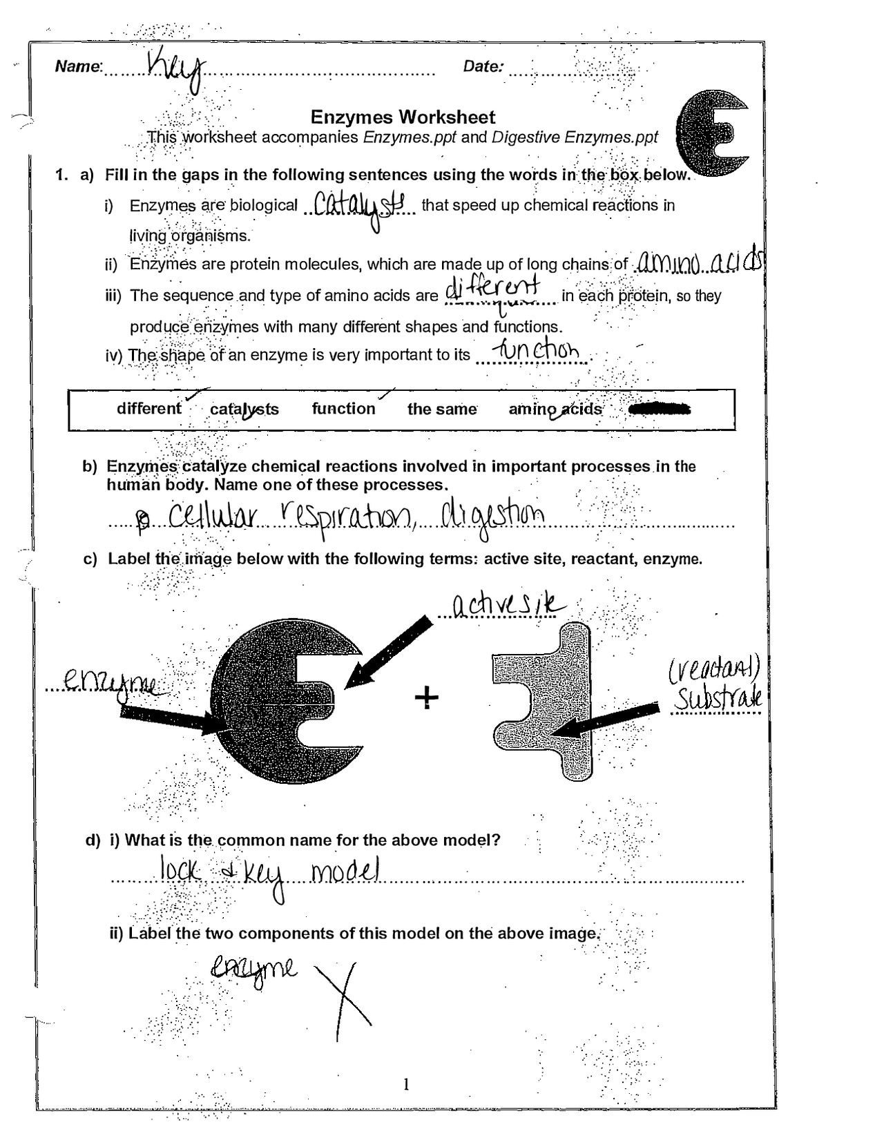 Enzyme Activity Worksheet Answer Key