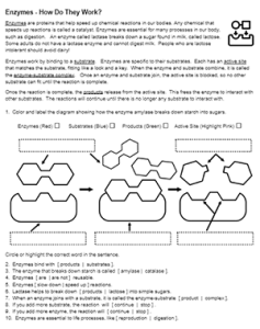 Optimizing Enzyme Activity Worksheet for Better Understanding