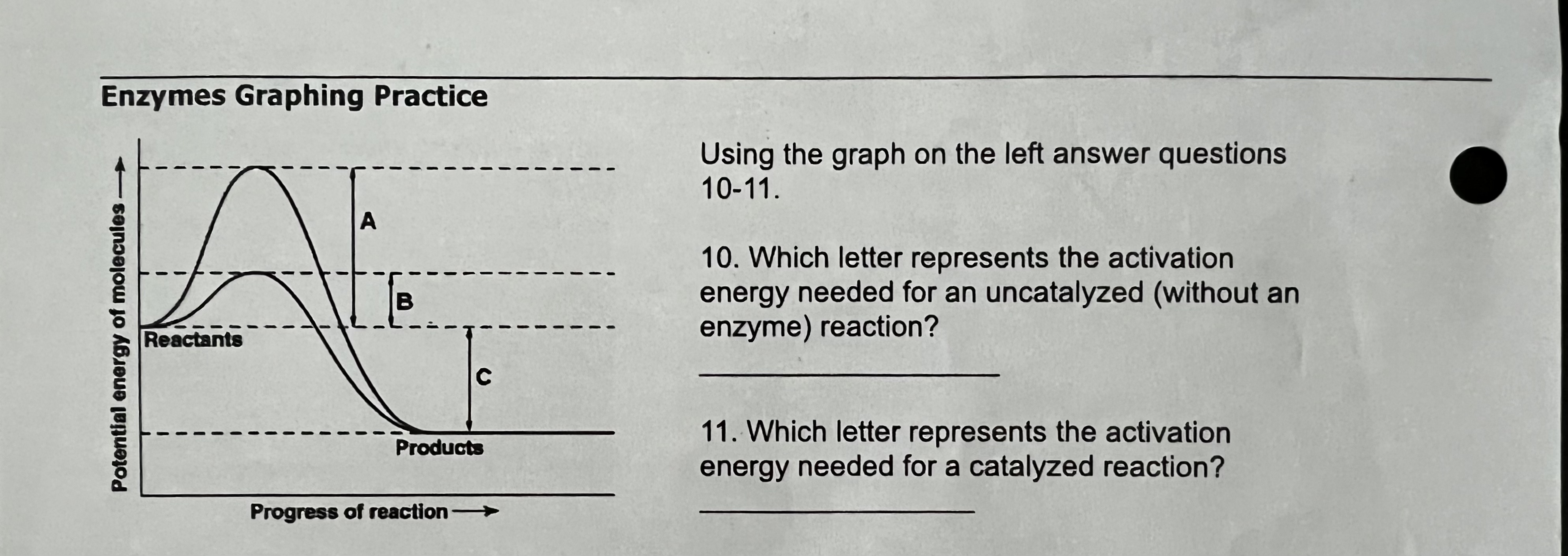 Enzyme Graphing Worksheet Answer Key