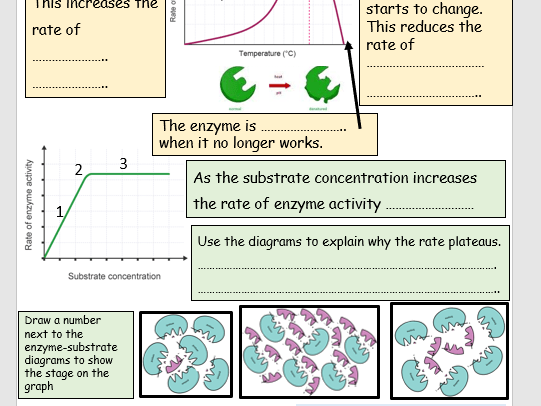 5 Ways to Master Enzyme Graphing Worksheet Answers