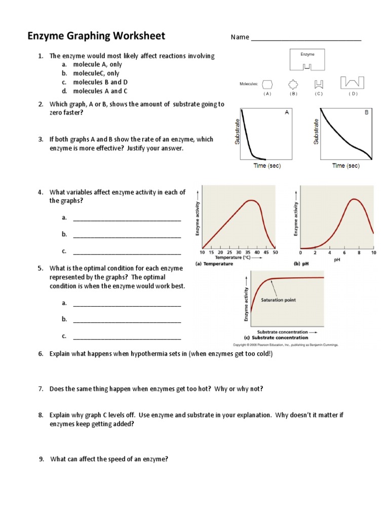 Enzyme Graphing Worksheet Pdf Enzyme Digestion