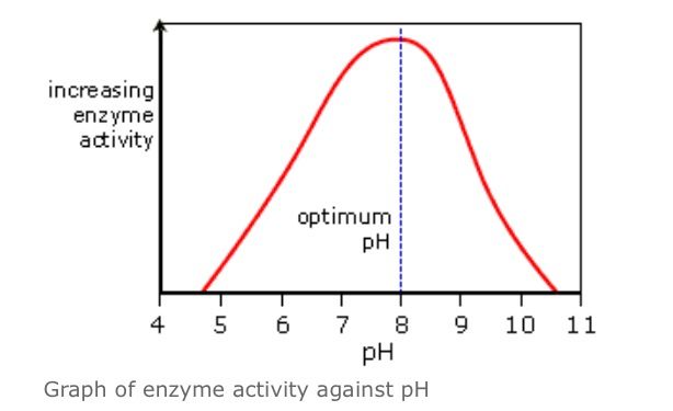 Enzyme Graphing Worksheet: Visualize Biochemical Reactions Easily