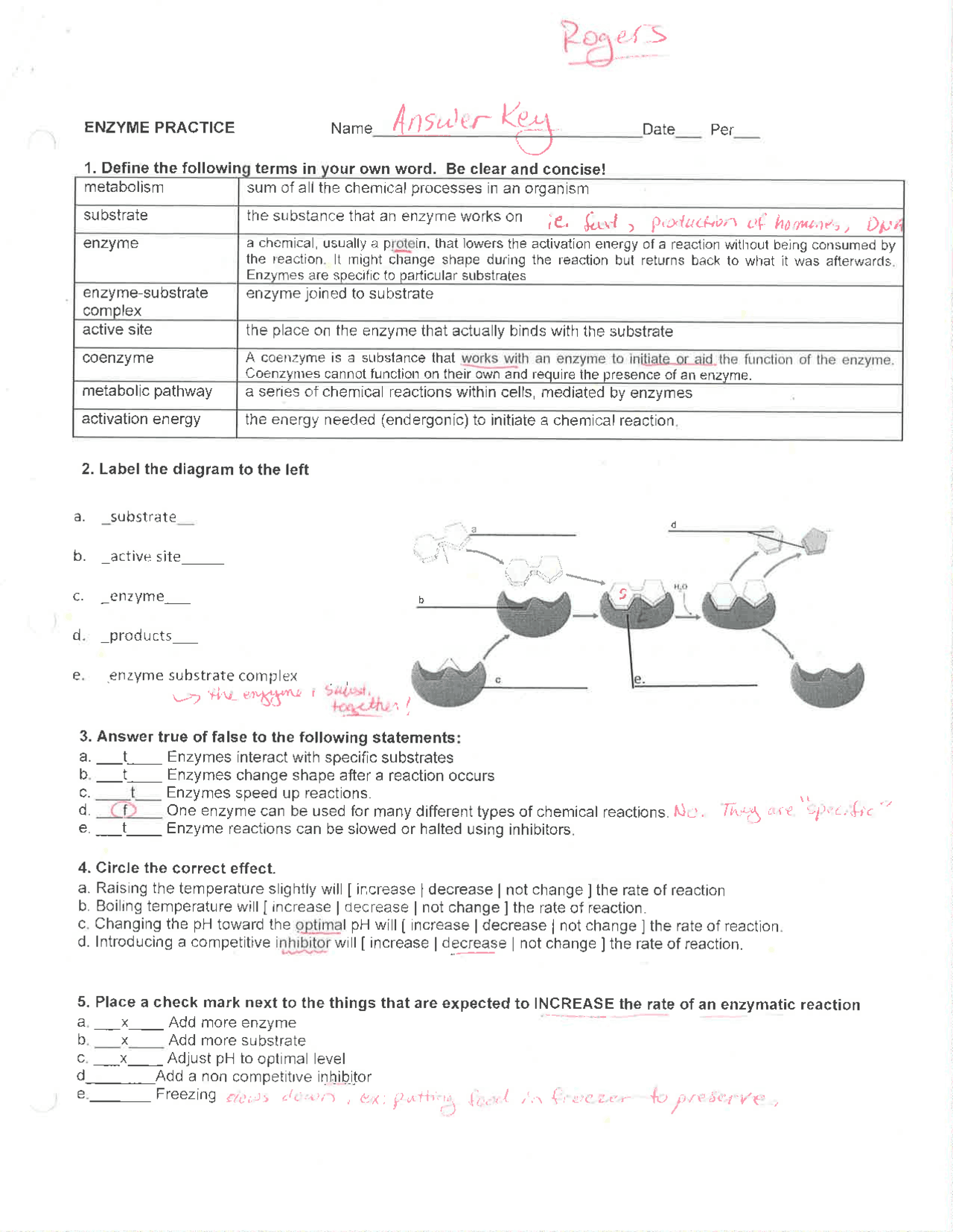 Enzyme Worksheet Answer Key Printable Word Searches