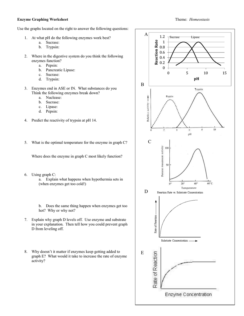 Enzyme Worksheet Answers