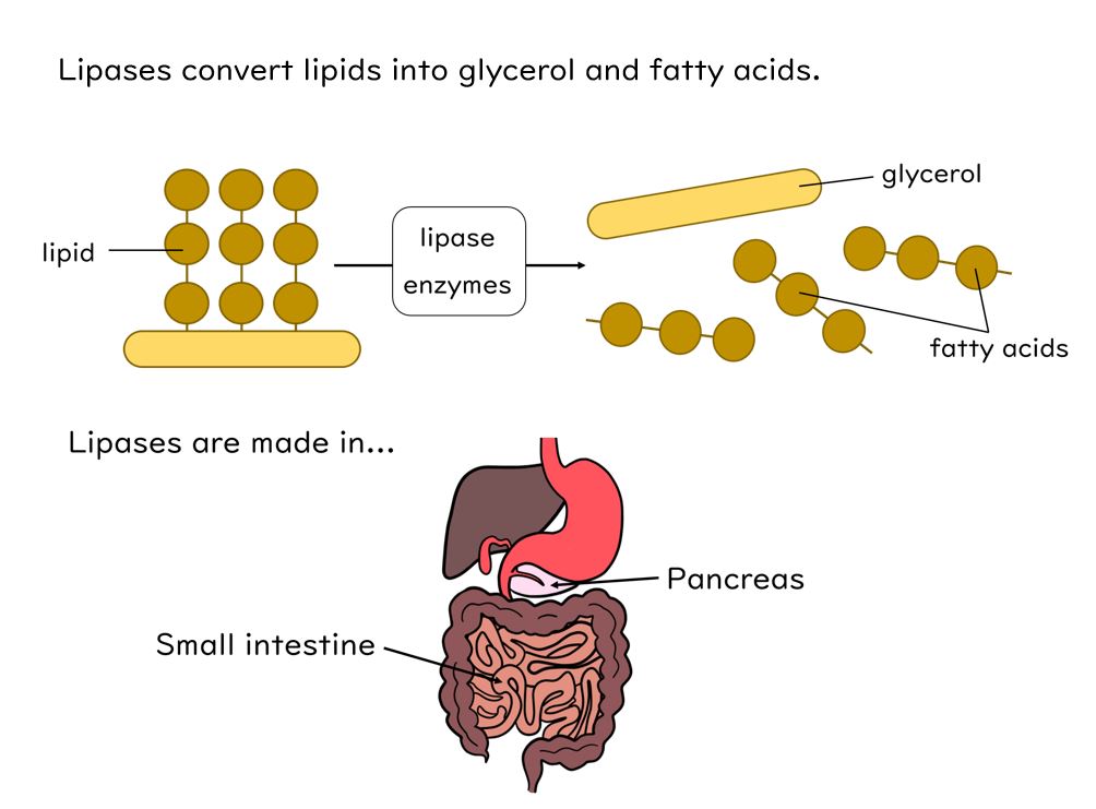 6 Ways to Master Enzymes with Our Worksheet Answers