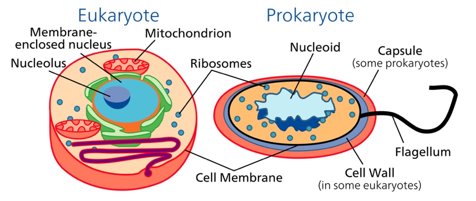 Eukaryote vs Prokaryote: Key Differences in Cell Structure