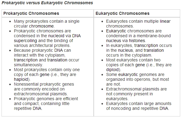 Eukaryotic Cell Vs Prokaryotic Cell Difference And Comparison Diffen