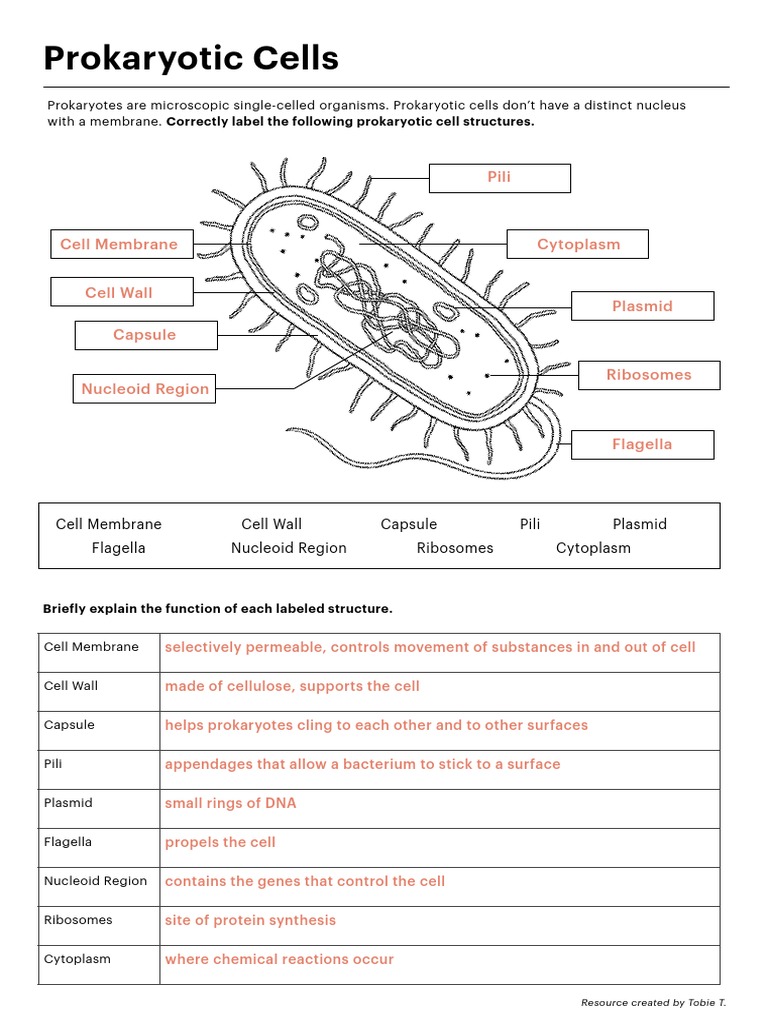 Eukaryotic Cell Worksheet Answers