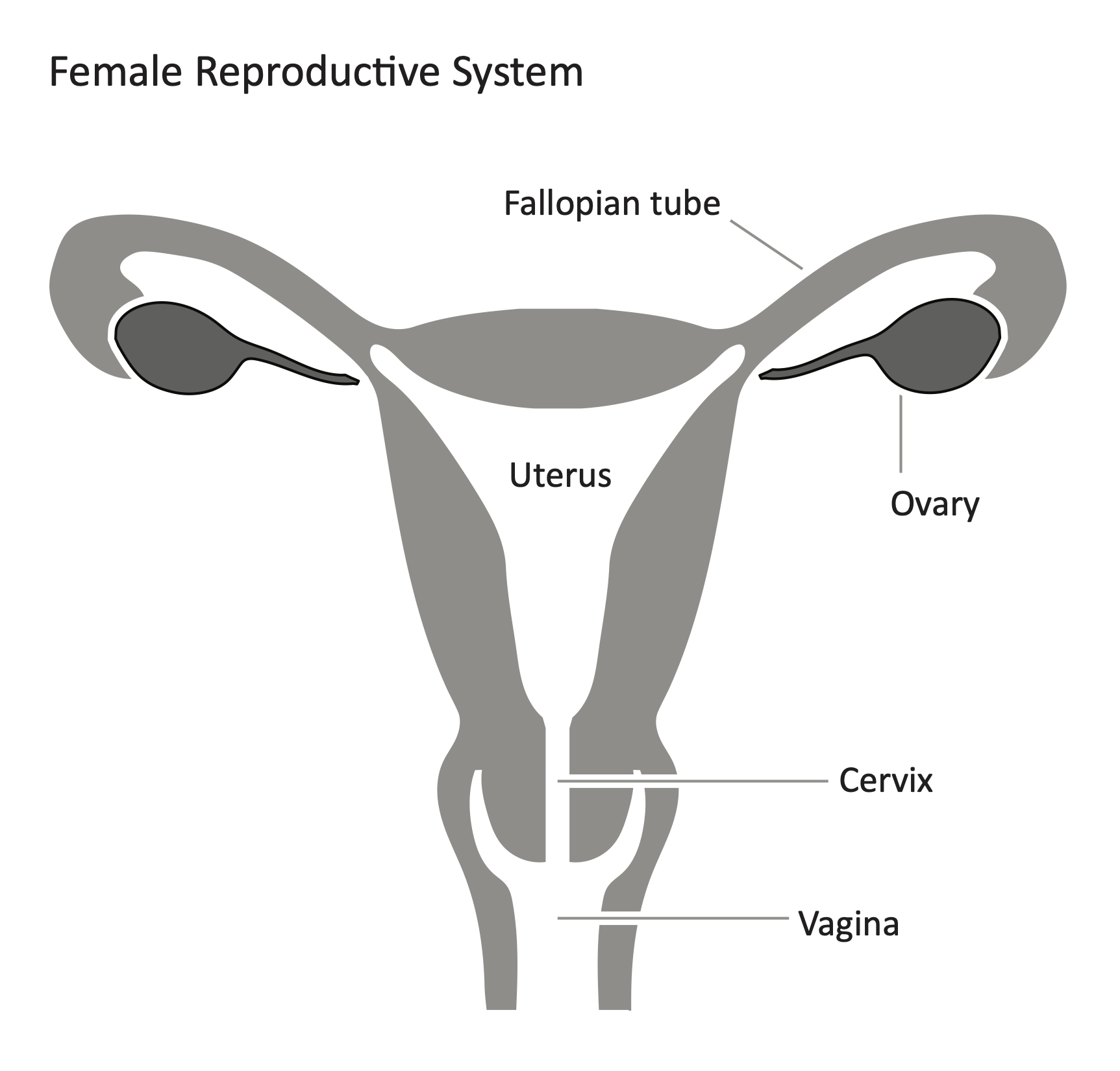 Female Reproductive System Resource Imageshare