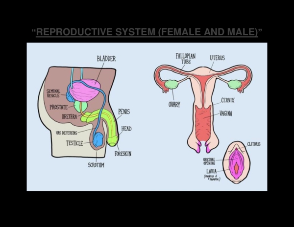 7 Essential Parts of the Female Reproductive System