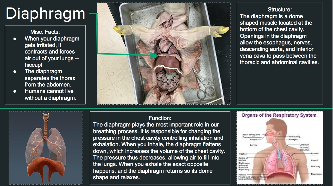 Fetal Pig Dissection Diagram Labeled Answers Revealed