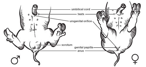 Fetal Pig Dissection Worksheet Answers Guide