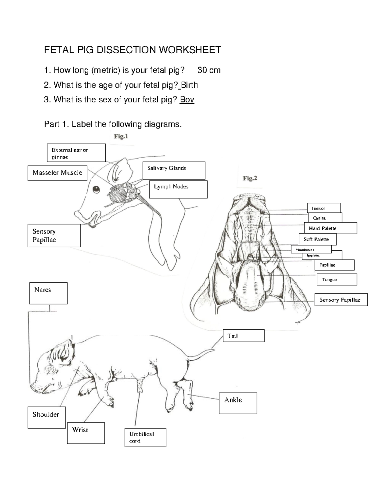 7 Essential Steps for Fetal Pig Dissection Success