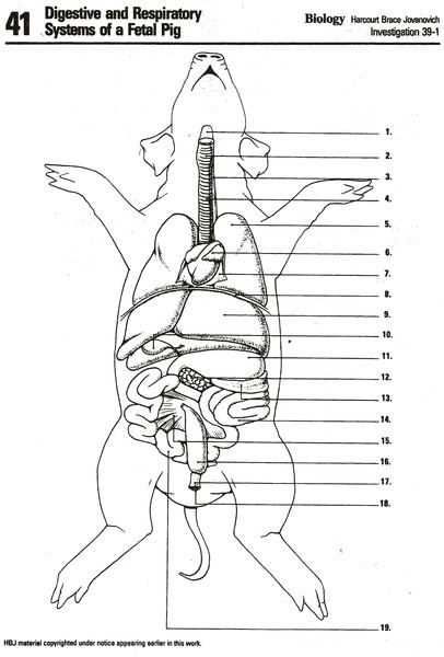 Fetal Pig Dissection Worksheets Answers