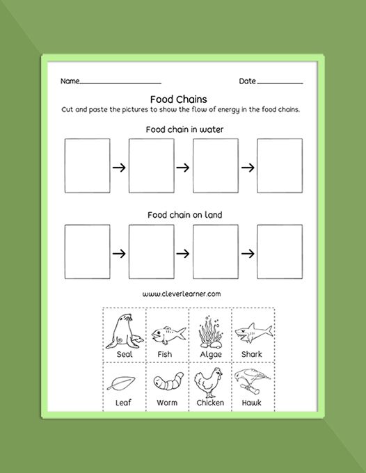 Food Chain and Food Web Worksheet Explained