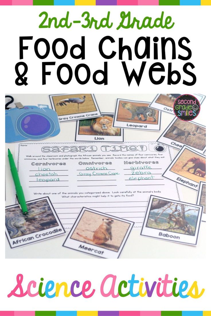 5 Ways to Understand Food Chains and Webs