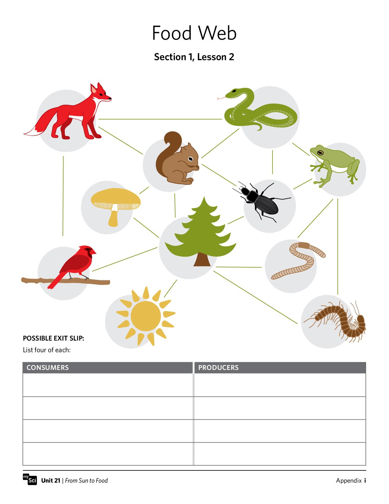 Food Chains and Webs Worksheet Answers