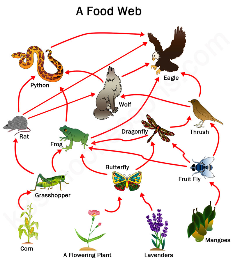 Food Chains and Webs: Understanding Energy Transfer