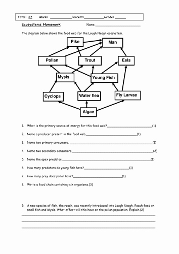 Food Web Worksheet Answer Key