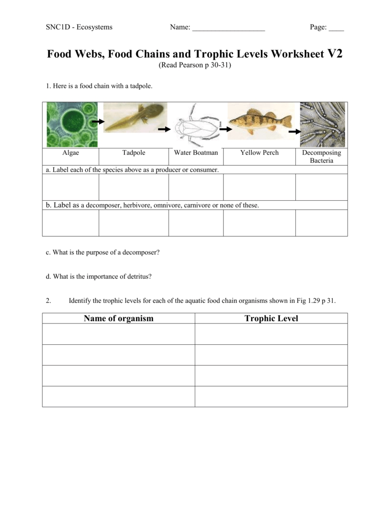 Food Webs and Food Chains Worksheet Answer Key Guide