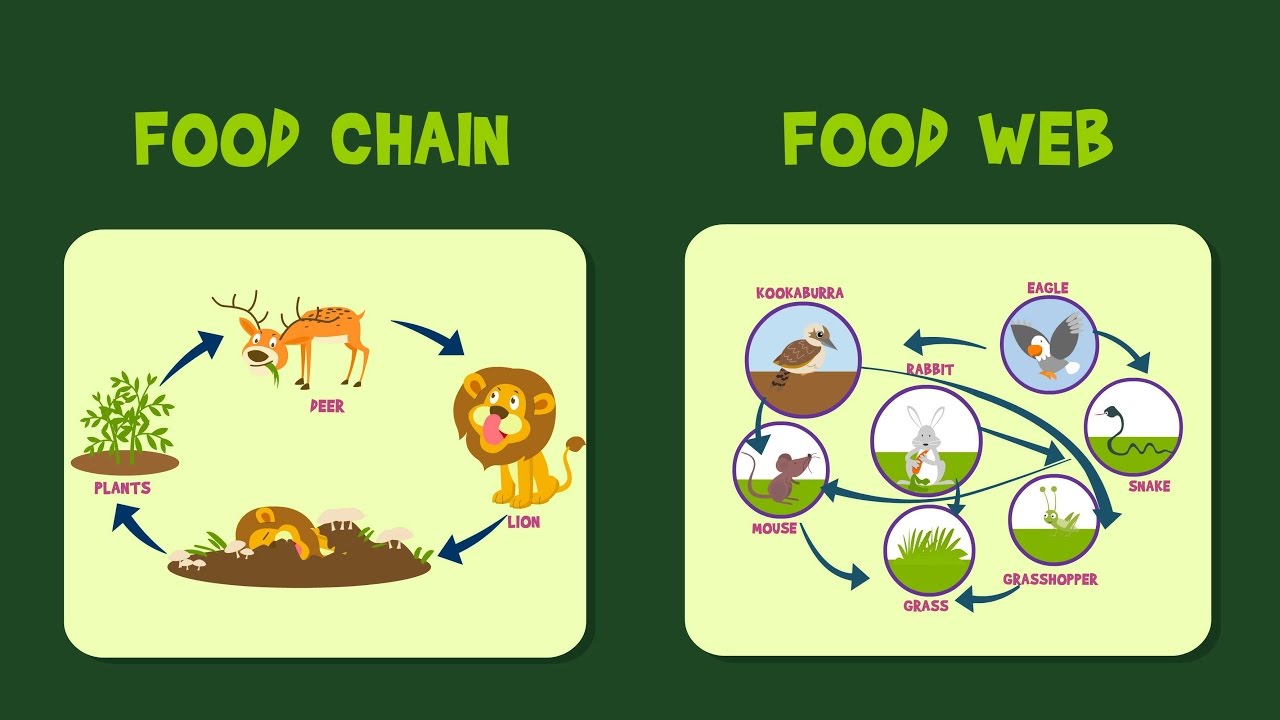 10 Ways to Master Food Webs and Chains