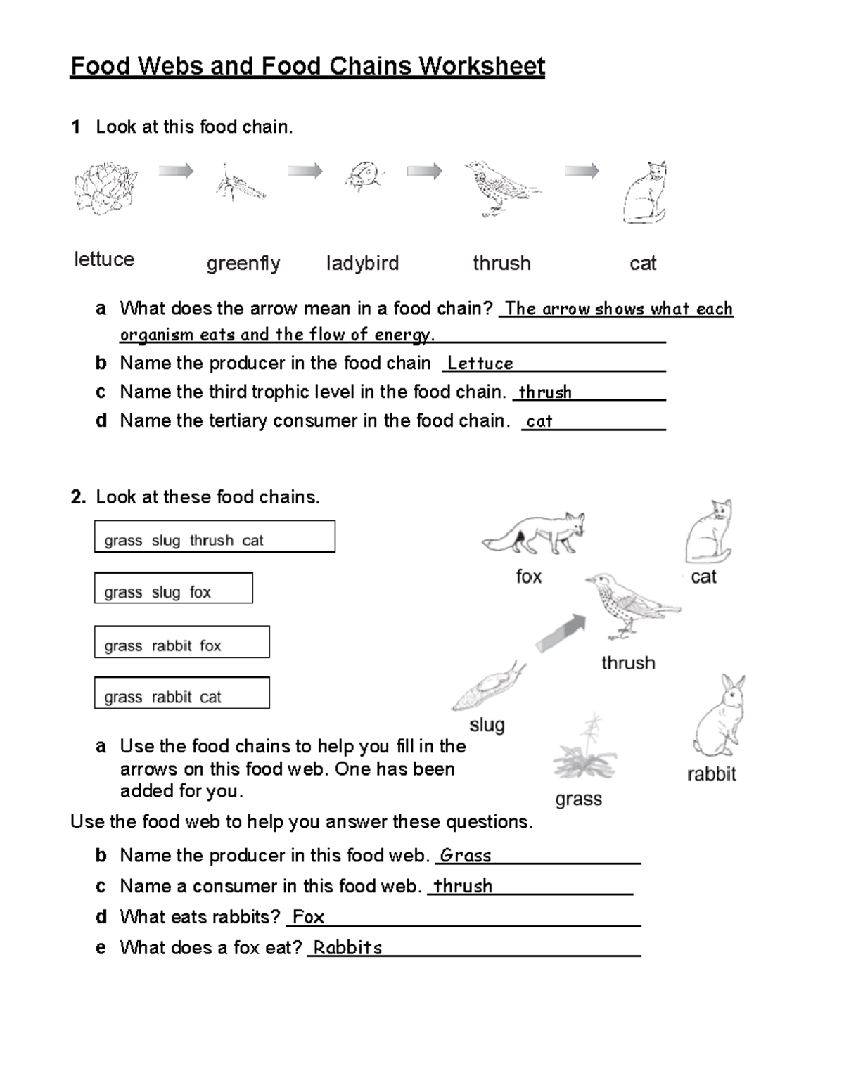 Food Webs And Food Chains Worksheet Food Webs And Food Chains