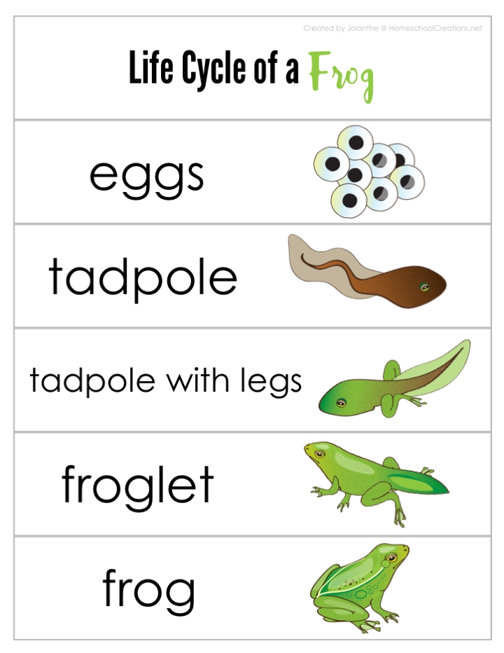 5 Stages of Frog Life Cycle Explained