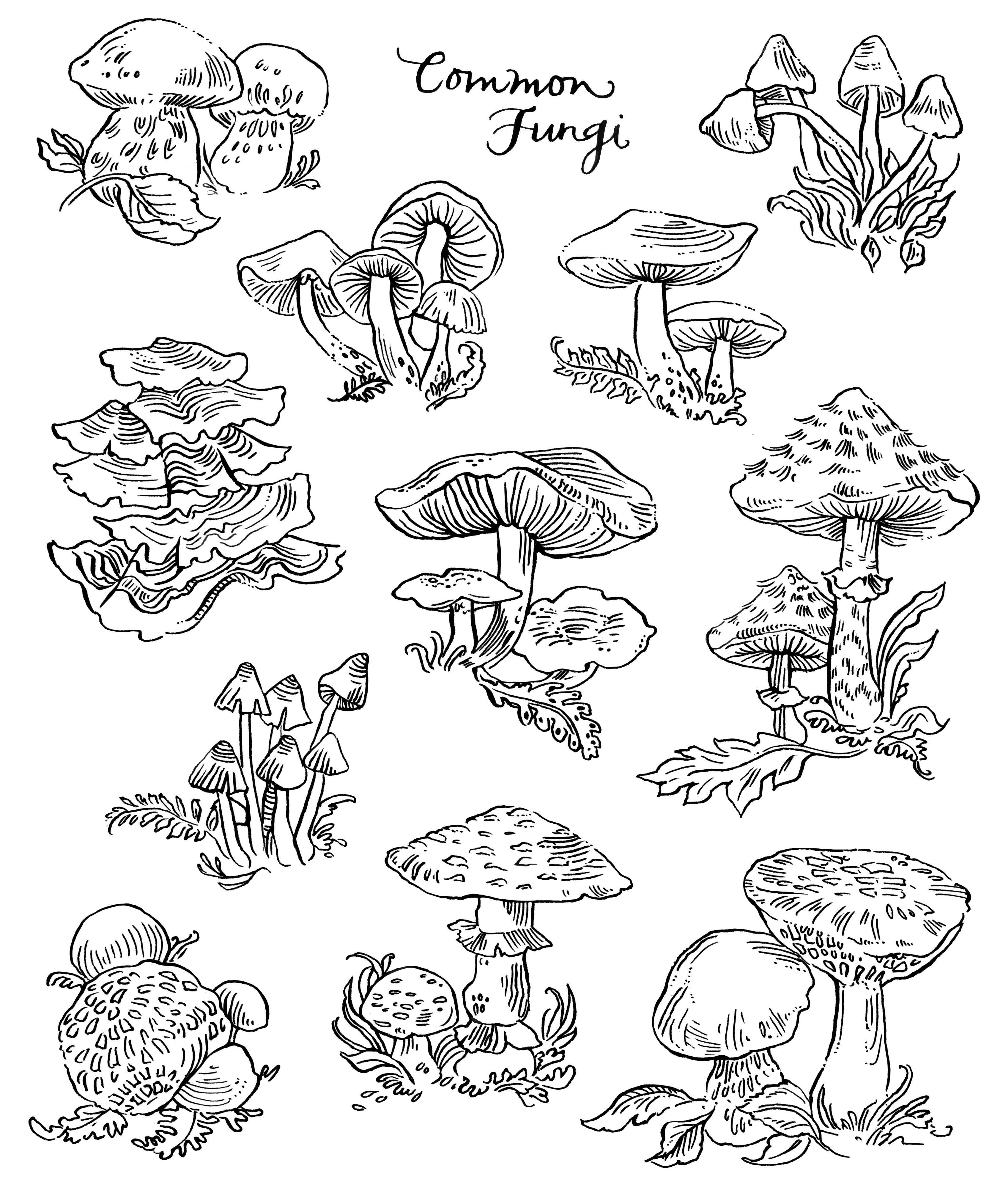 5 Ways to Color Fungi