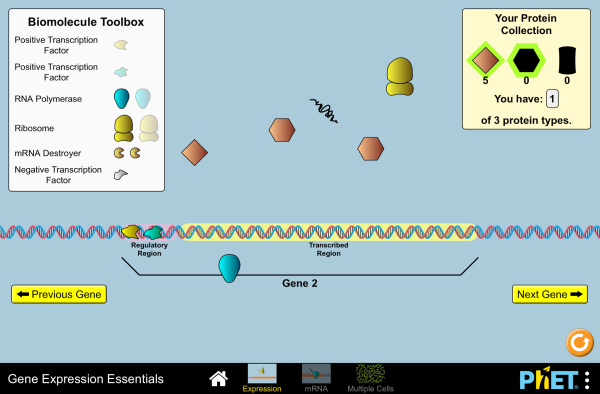 Gene Expression Worksheet Essentials