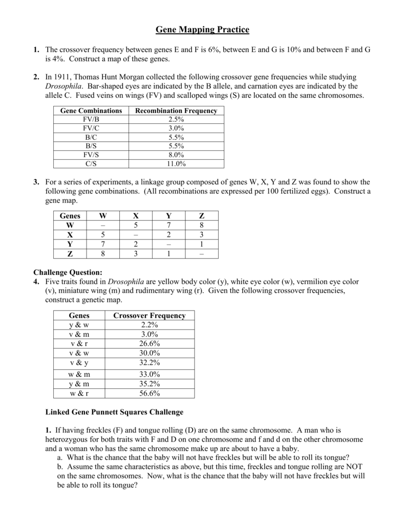 Gene Mapping Worksheet Answer Key Explained