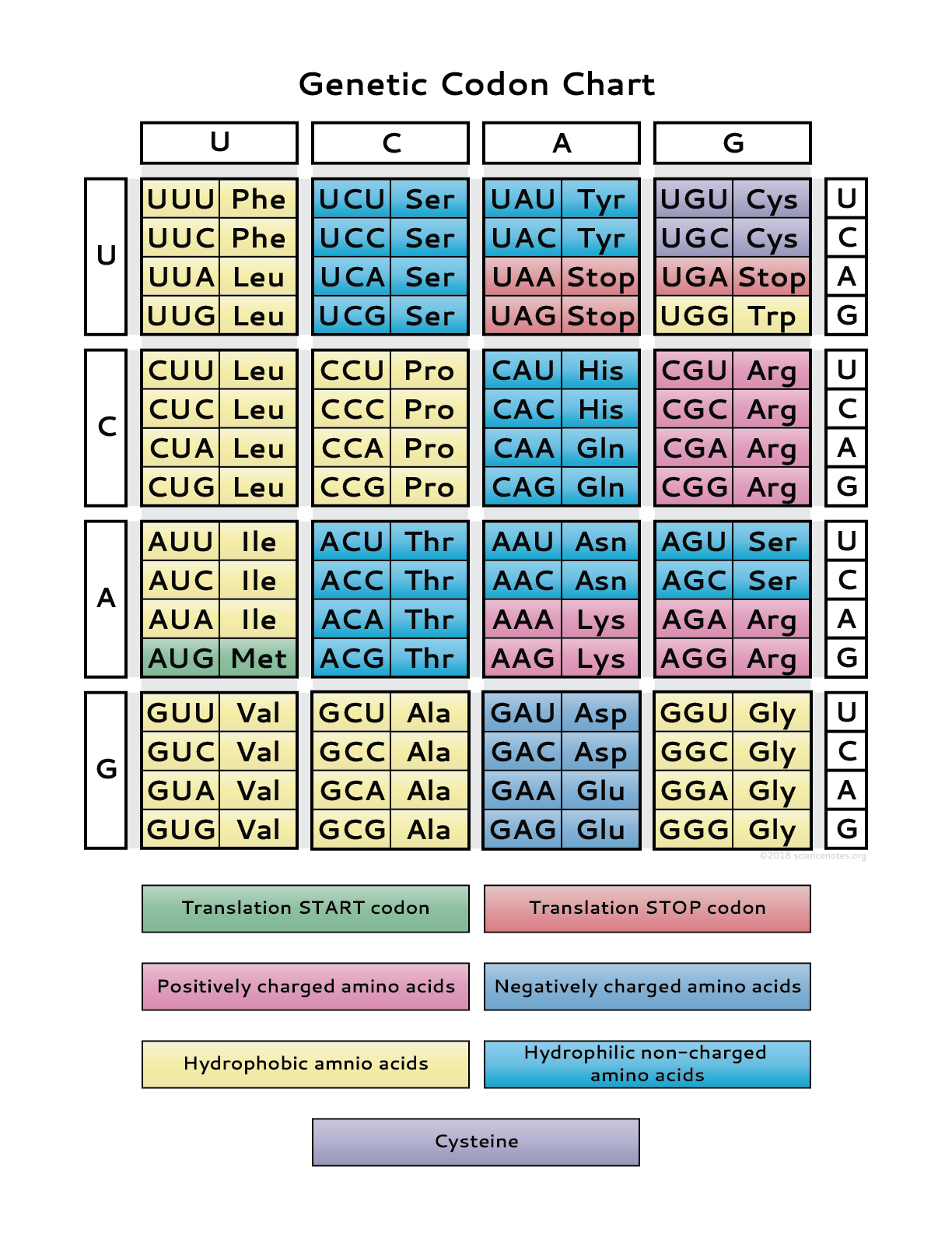 5 Ways to Master Genetic Chart Worksheet Answer Key