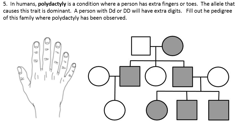 Genetics Pedigree Worksheet Answer Key Made Easy