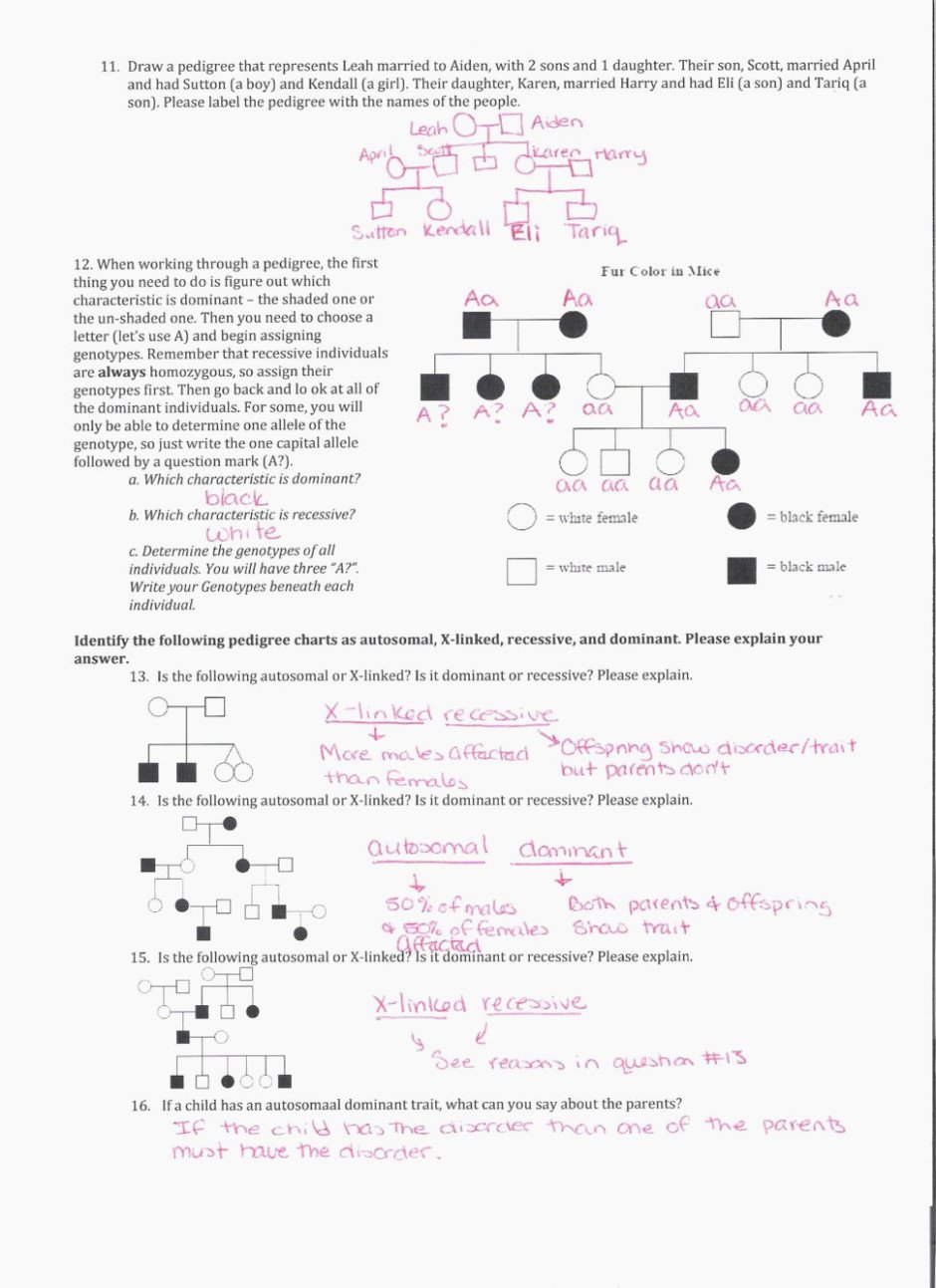 Genetics Pedigree Worksheet