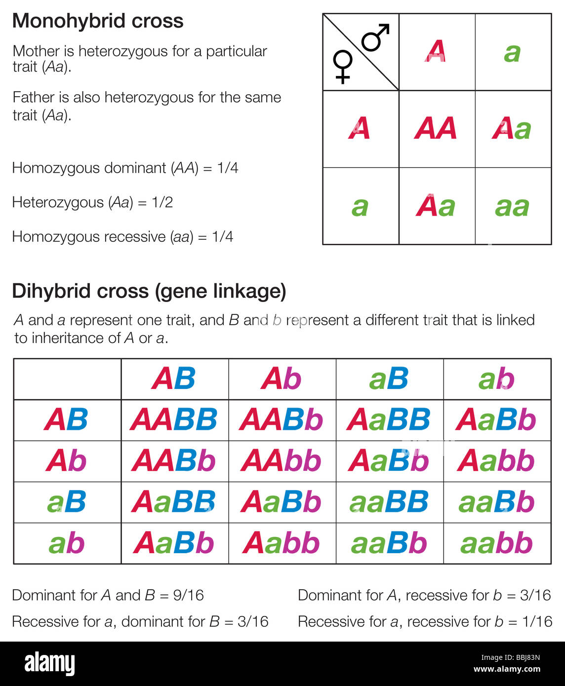 Genetics The Dihybrid Cross Made Easy By Kristine Mueller Tpt