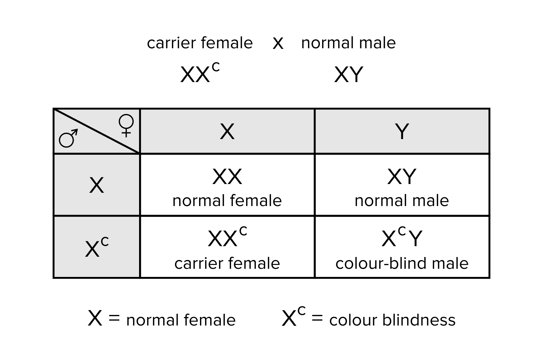 Genetics X Linked Genes Worksheet Answers Explained