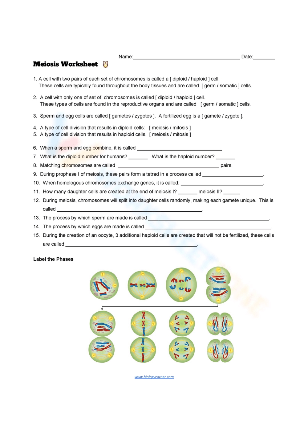 Haploid and Diploid Worksheet: Understanding Cell Genetics